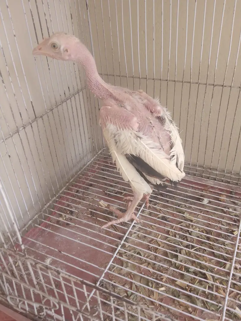 Turkish Hint chicks available for sale — photo 7