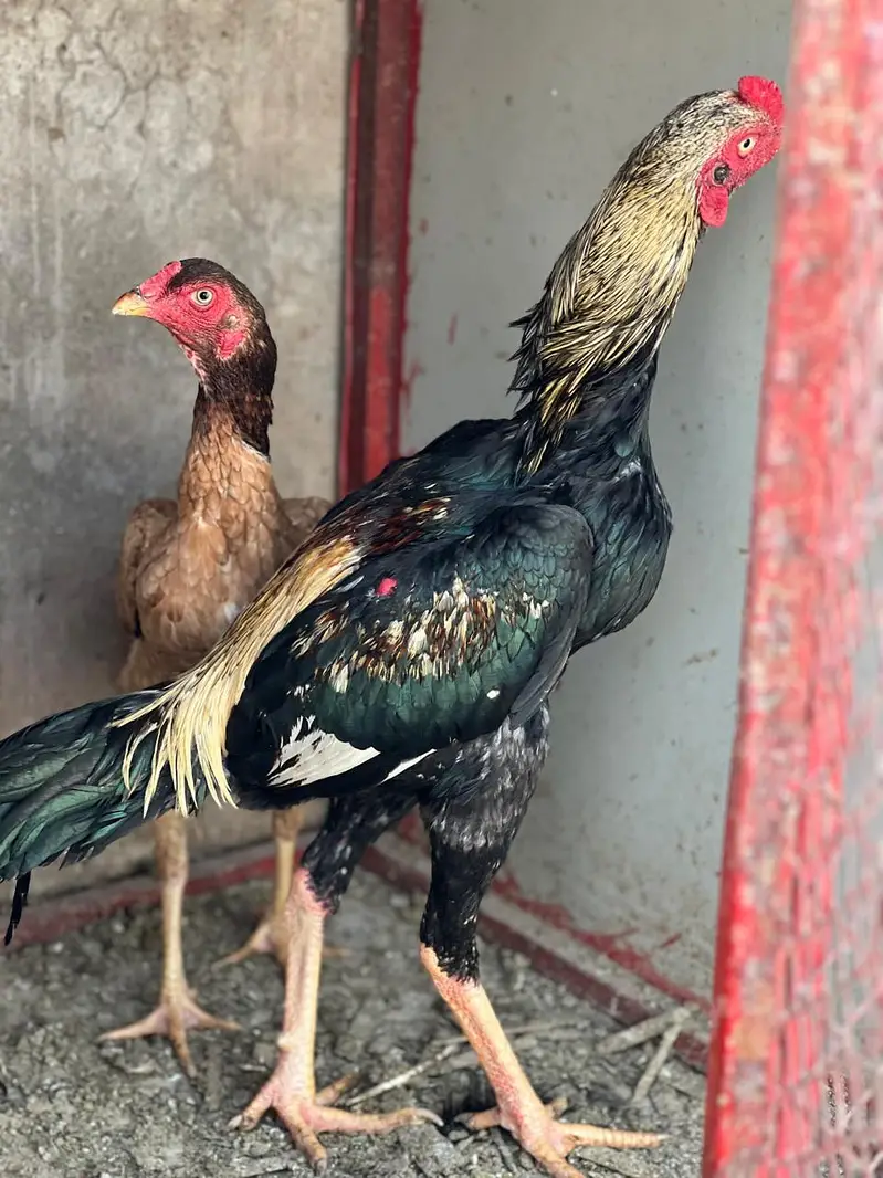 Turkish Hint chicks available for sale — photo 8