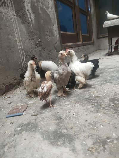 high quality chicks Bantem checks for sale