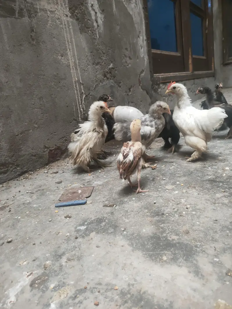 high quality chicks Bantem checks for sale — photo 2