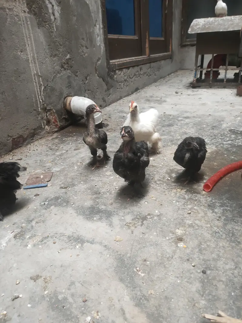 high quality chicks Bantem checks for sale — photo 3