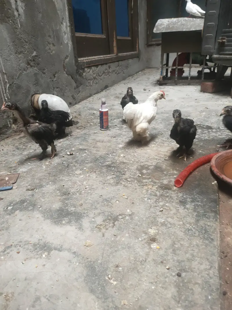 high quality chicks Bantem checks for sale — photo 4