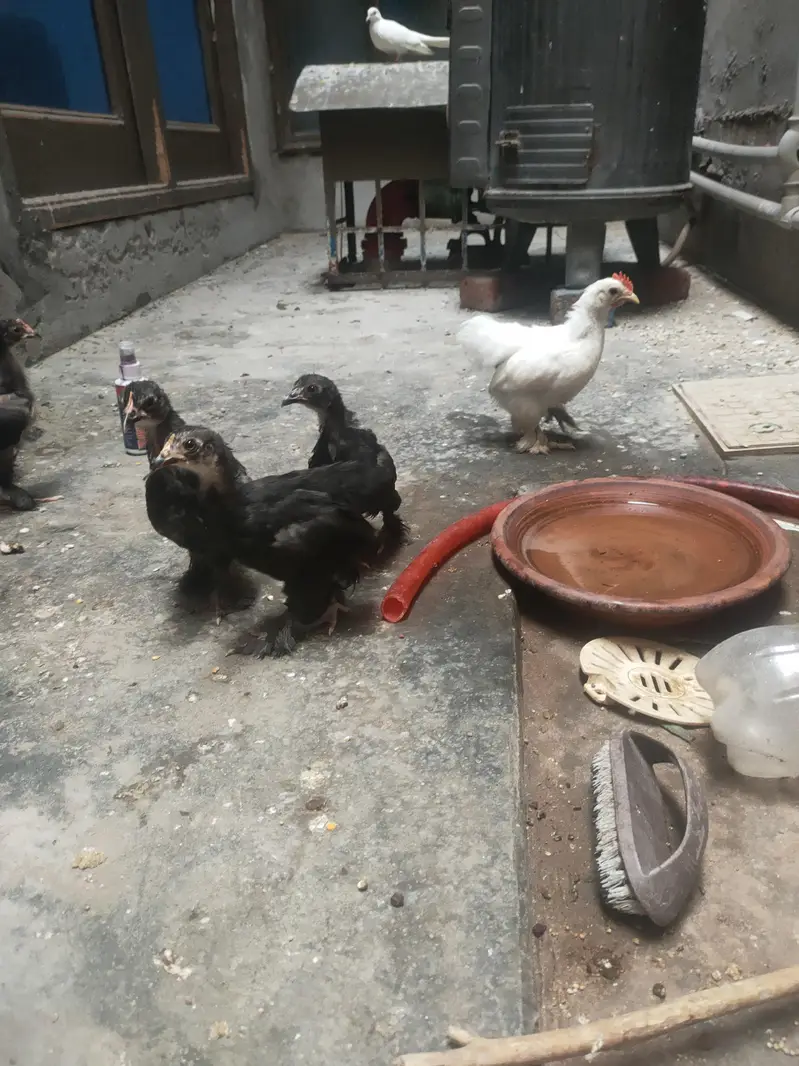 high quality chicks Bantem checks for sale — photo 5