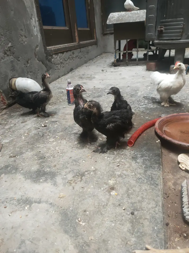 high quality chicks Bantem checks for sale — photo 6
