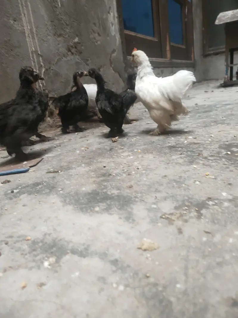 high quality chicks Bantem checks for sale — photo 8