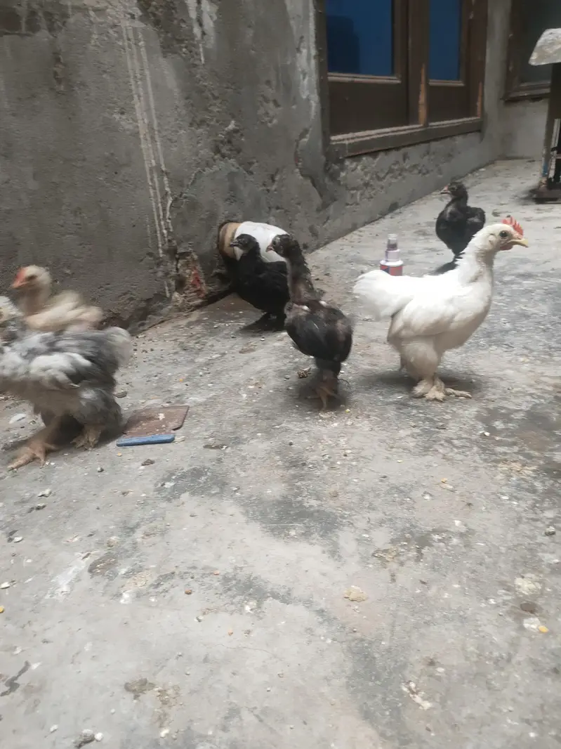 high quality chicks Bantem checks for sale — photo 10