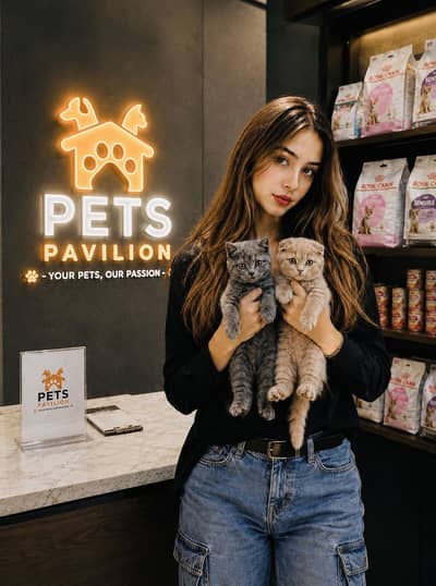BRITISH SHORTHAIR | SCOTTISH FOLD | MAINE COON | MUNCHKIN | BENGAL