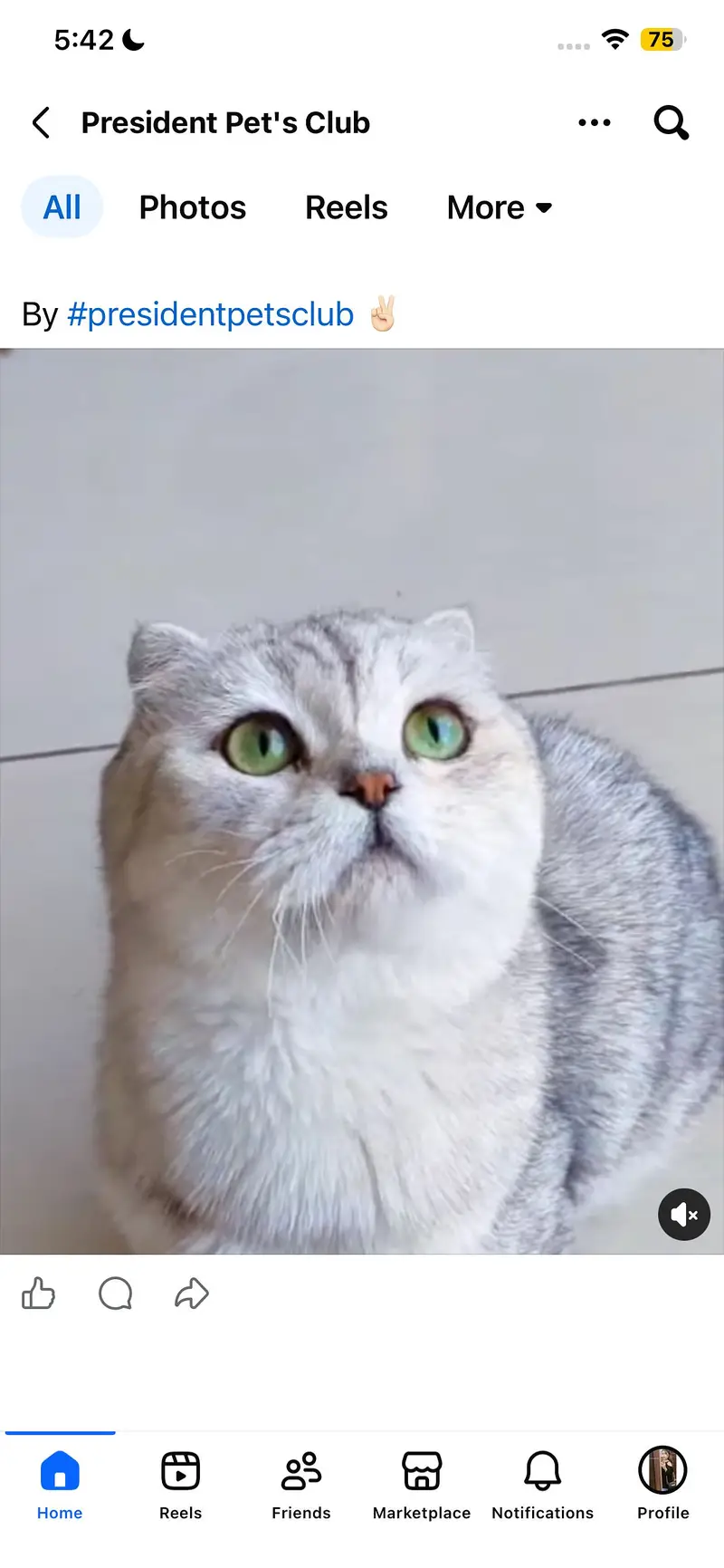BRITISH SHORTHAIR | SCOTTISH FOLD | MAINE COON | MUNCHKIN | BENGAL — photo 2