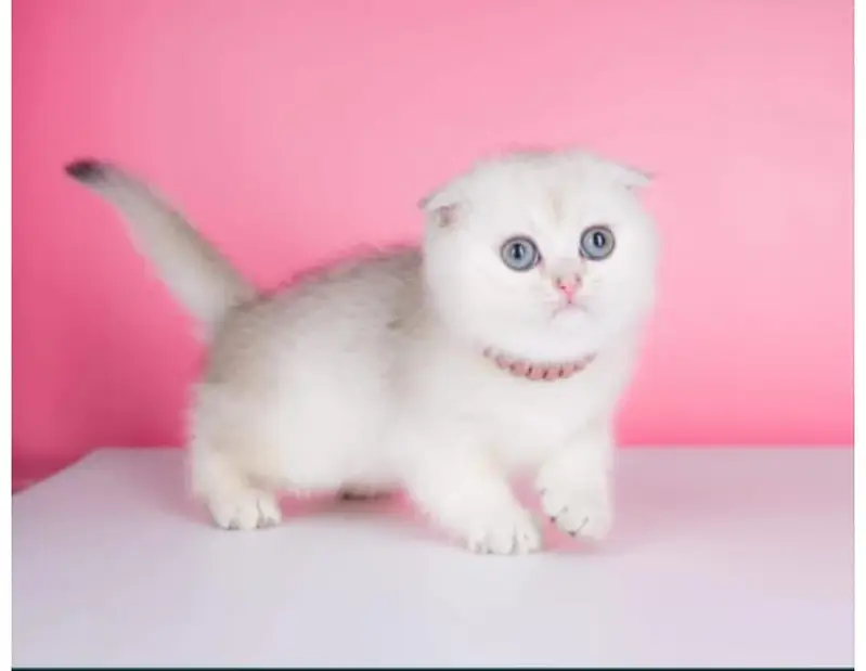 BRITISH SHORTHAIR | SCOTTISH FOLD | MAINE COON | MUNCHKIN | BENGAL — photo 3