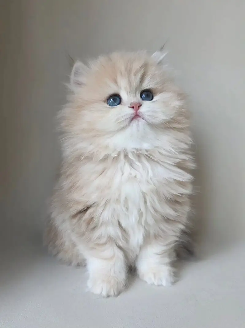 BRITISH SHORTHAIR | SCOTTISH FOLD | MAINE COON | MUNCHKIN | BENGAL — photo 4