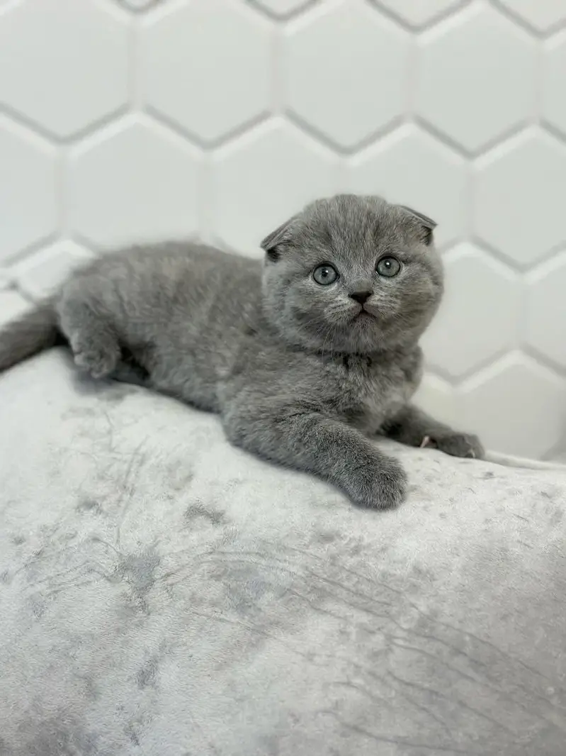 BRITISH SHORTHAIR | SCOTTISH FOLD | MAINE COON | MUNCHKIN | BENGAL — photo 5