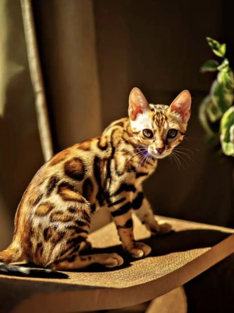 BRITISH SHORTHAIR | SCOTTISH FOLD | MAINE COON | MUNCHKIN | BENGAL — photo 6