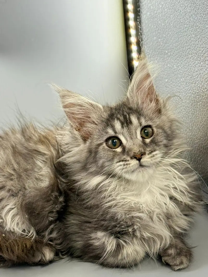 BRITISH SHORTHAIR | SCOTTISH FOLD | MAINE COON | MUNCHKIN | BENGAL — photo 7