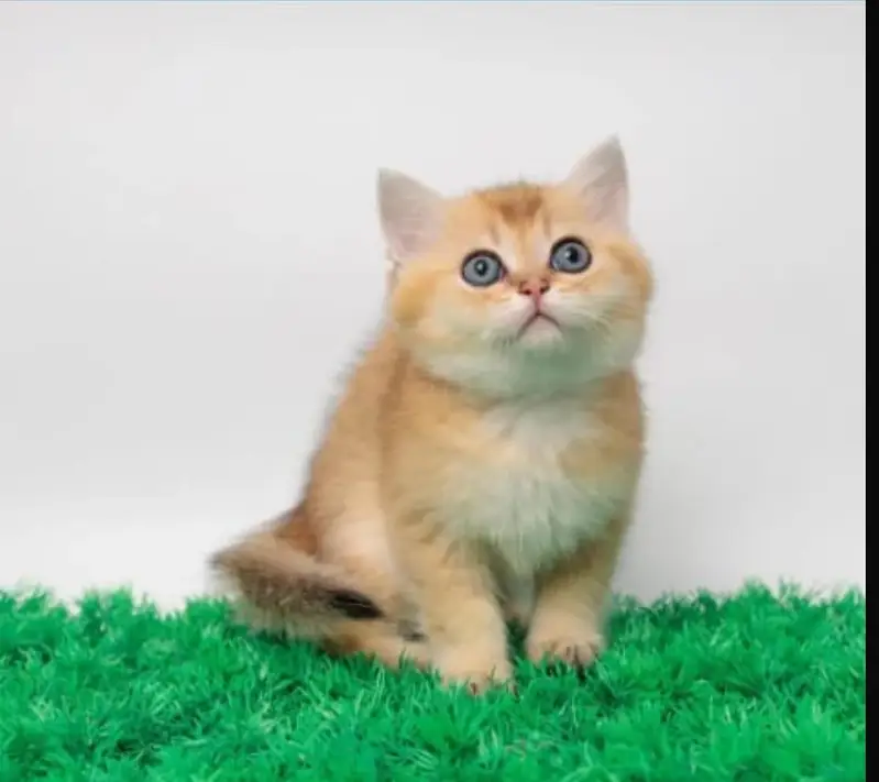 BRITISH SHORTHAIR | SCOTTISH FOLD | MAINE COON | MUNCHKIN | BENGAL — photo 8