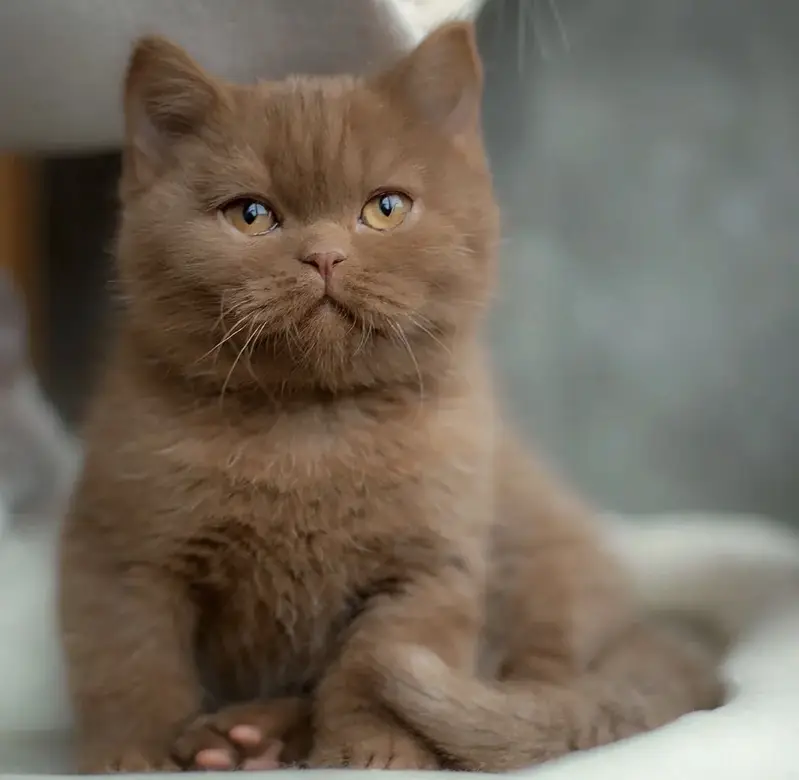 BRITISH SHORTHAIR | SCOTTISH FOLD | MAINE COON | MUNCHKIN | BENGAL — photo 9