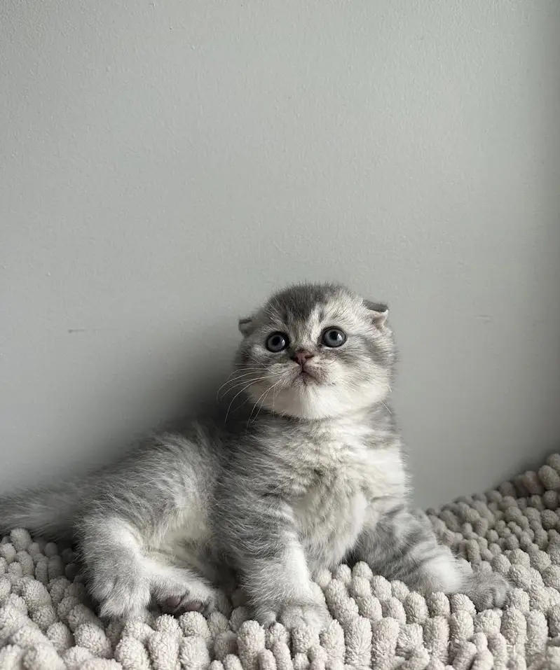 BRITISH SHORTHAIR | SCOTTISH FOLD | MAINE COON | MUNCHKIN | BENGAL — photo 10