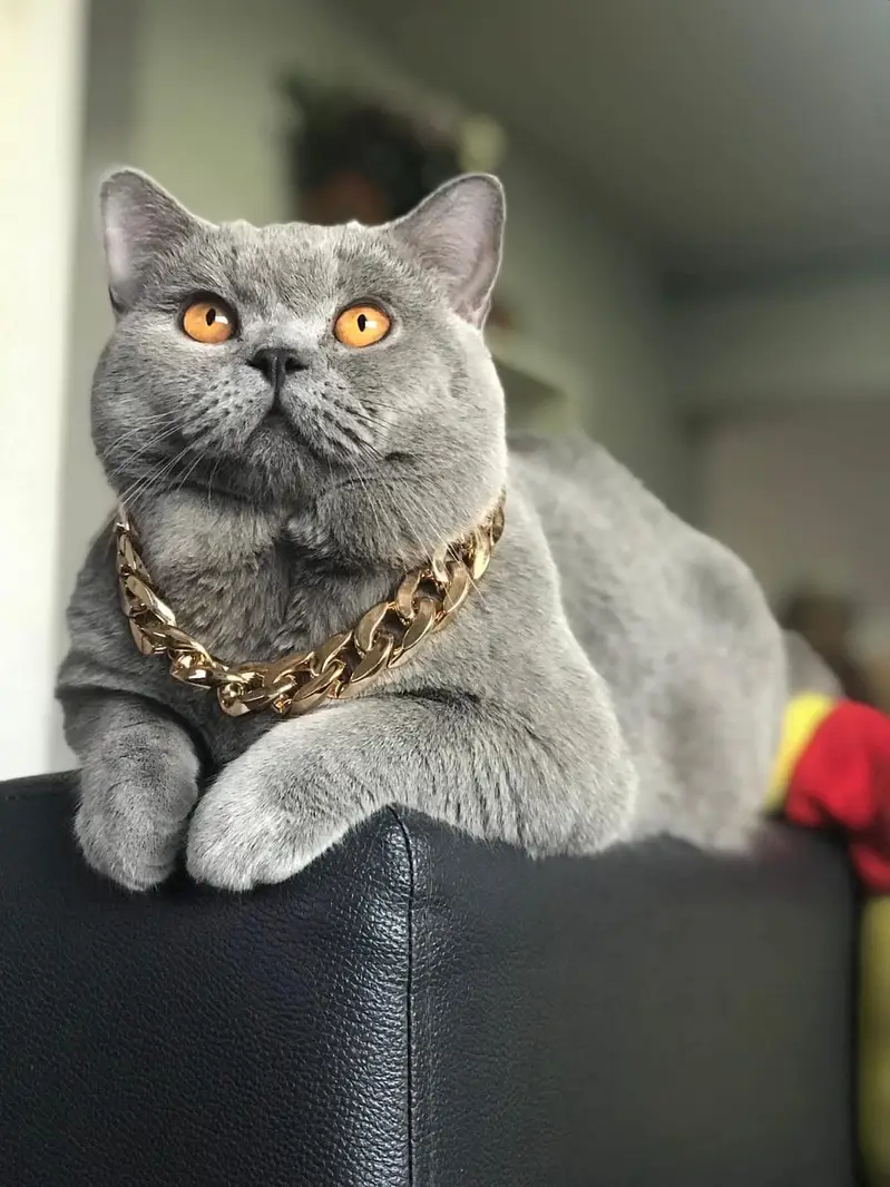 BRITISH SHORTHAIR | SCOTTISH FOLD | MAINE COON | MUNCHKIN | BENGAL — photo 11