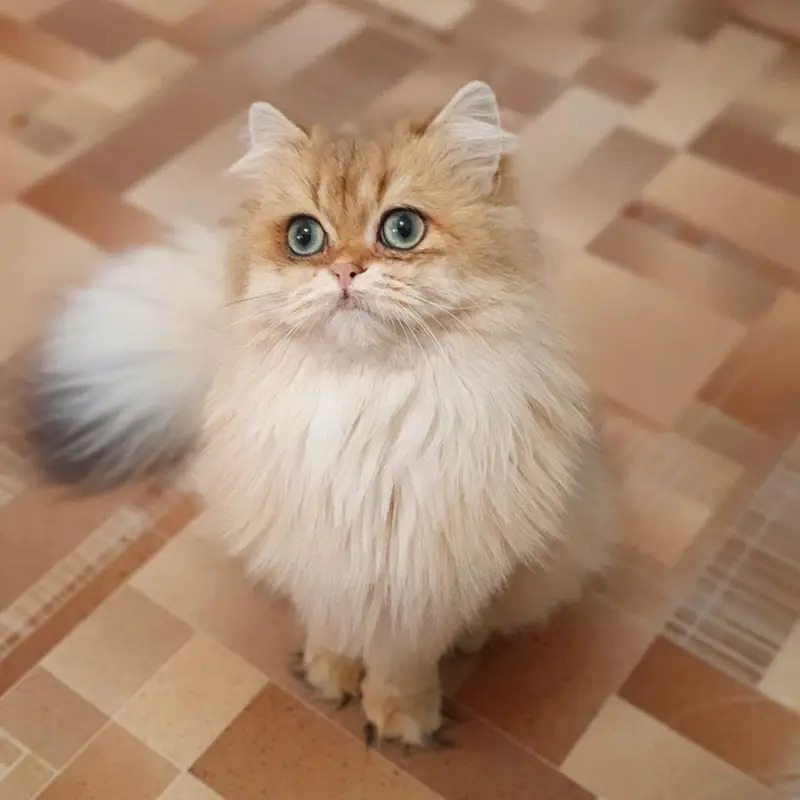 BRITISH SHORTHAIR | SCOTTISH FOLD | MAINE COON | MUNCHKIN | BENGAL — photo 12