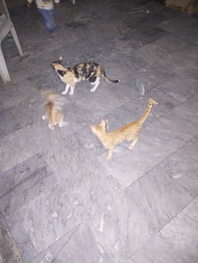 cat with 3 baby