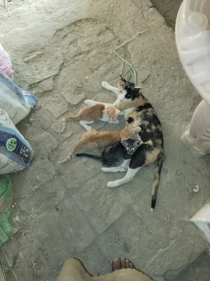 cat with 3 baby — photo 2