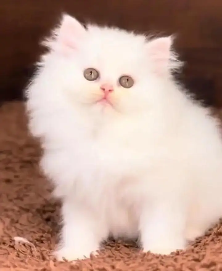 (Persian female kitten) (for sale all) (Pakistan delivery available) — photo 3