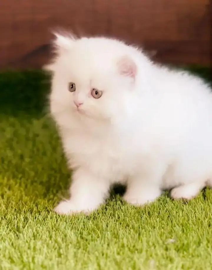 (Persian female kitten) (for sale all) (Pakistan delivery available) — photo 6