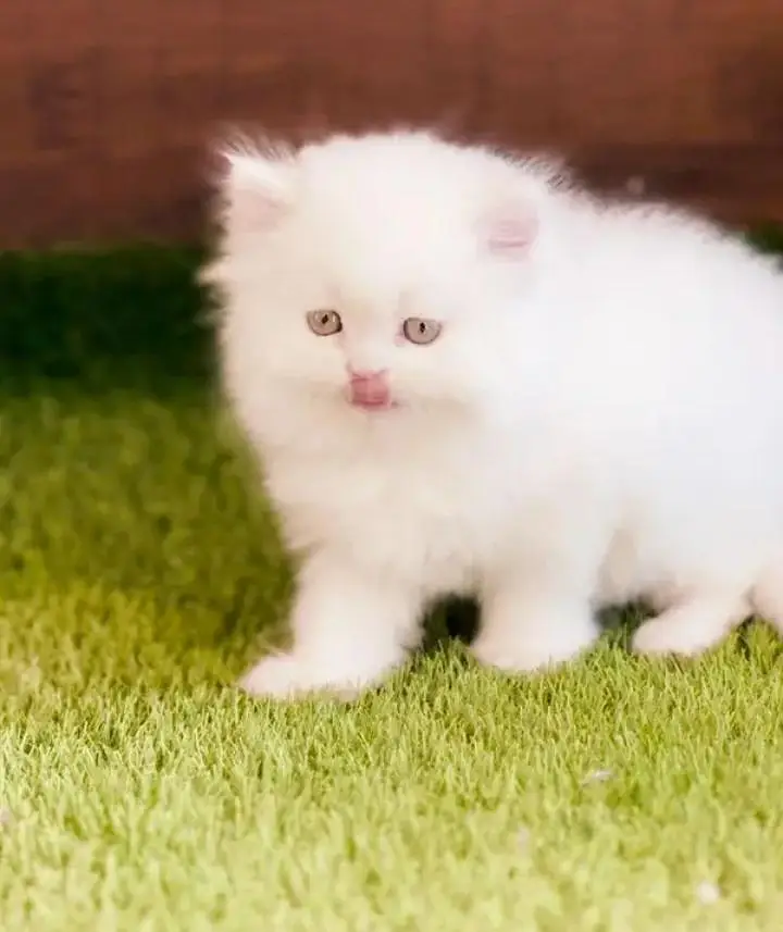 (Persian female kitten) (for sale all) (Pakistan delivery available) — photo 7