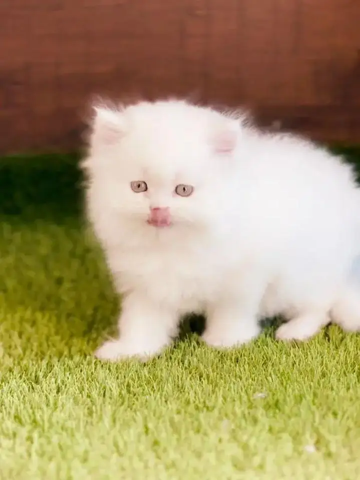 (Persian female kitten) (for sale all) (Pakistan delivery available) — photo 8