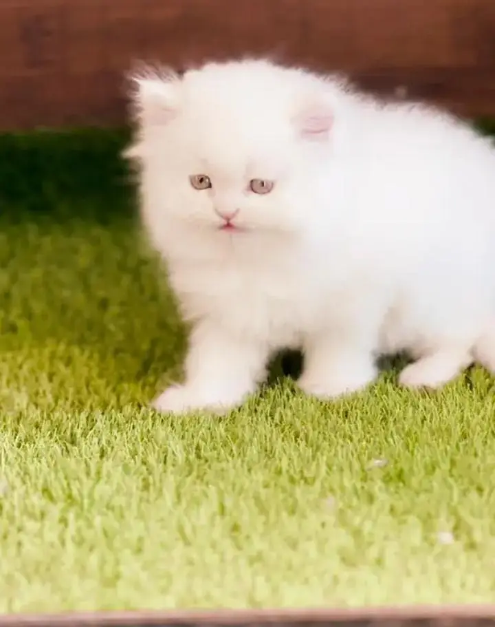 (Persian female kitten) (for sale all) (Pakistan delivery available) — photo 9