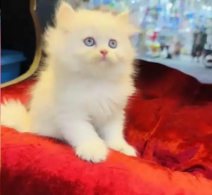 (Persian female kitten) (for sale all) (Pakistan delivery available) — photo 10