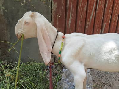 Rajanpuri Path young and active goat