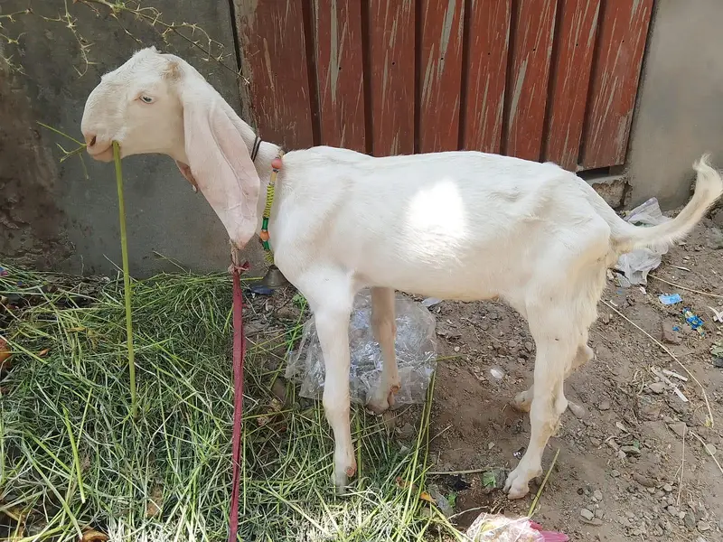 Rajanpuri Path young and active goat — photo 2