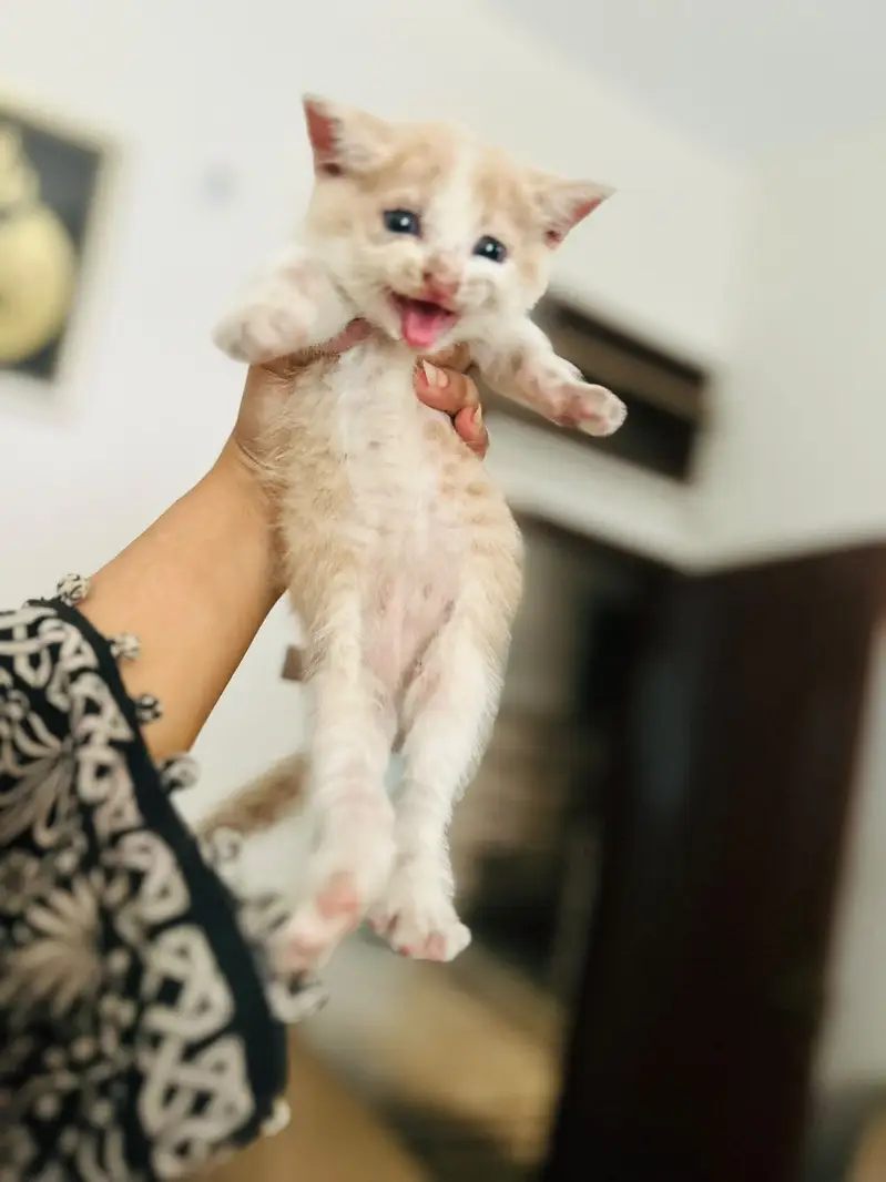 Male and female active kittens — photo 2