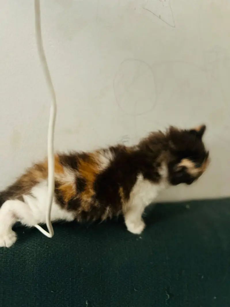 Male and female active kittens — photo 3