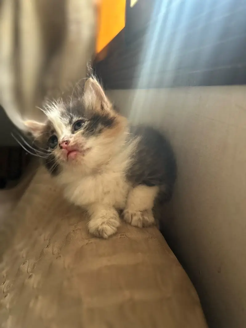 Male and female active kittens — photo 5