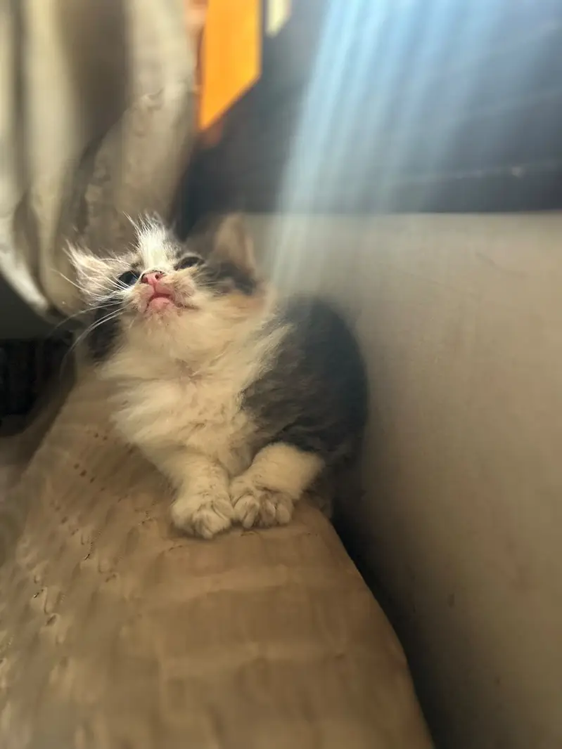 Male and female active kittens — photo 6