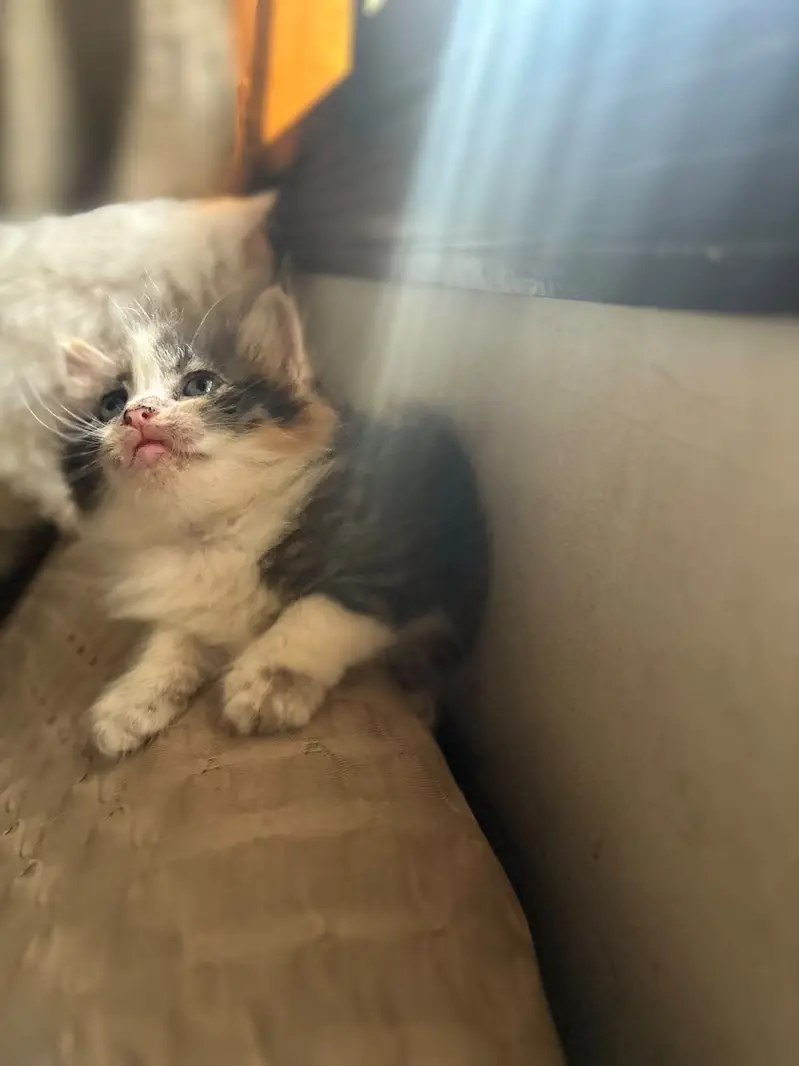 Male and female active kittens — photo 7