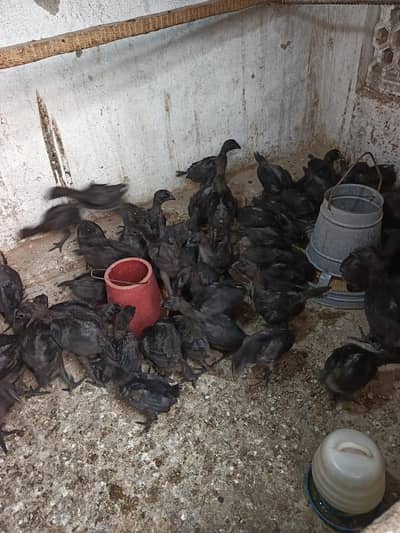 ayam cemani chicks for sell quality a+03134223143 number