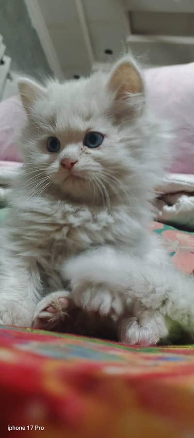 Persian double cot male kitten