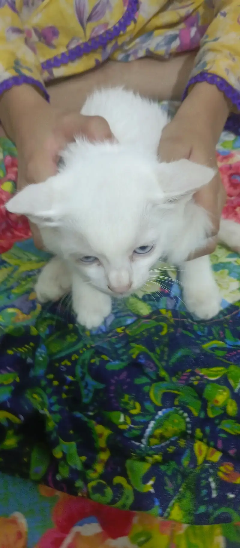 Persian double cot male kitten — photo 3