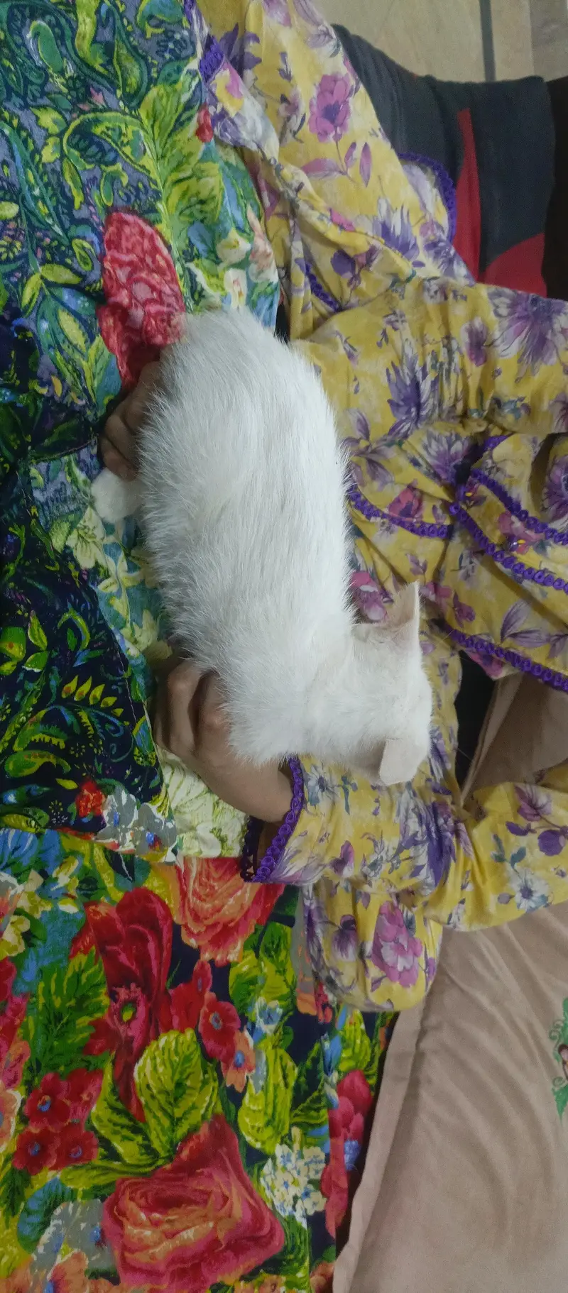 Persian double cot male kitten — photo 4
