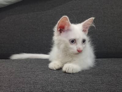 female kitten