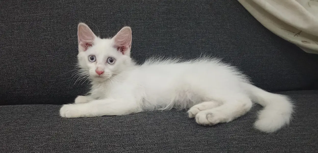 female kitten — photo 2