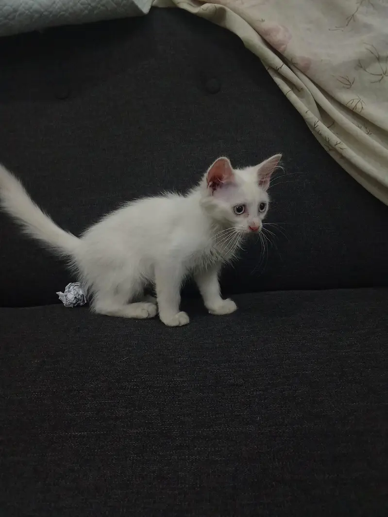 female kitten — photo 3