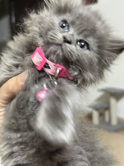 Selling a grey persian pair