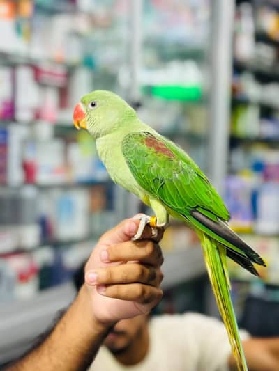 Raw parrot