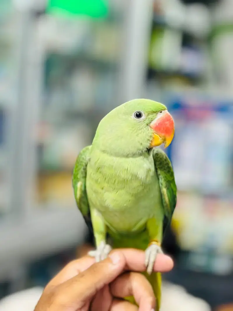 Raw parrot — photo 2