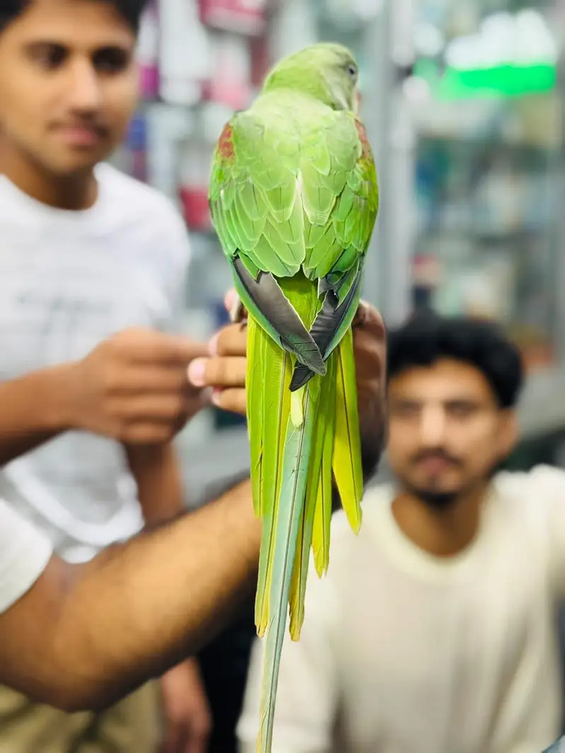 Raw parrot — photo 3