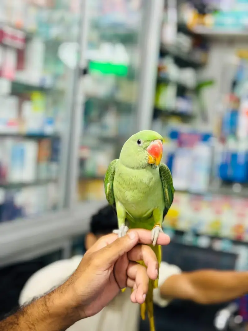 Raw parrot — photo 4