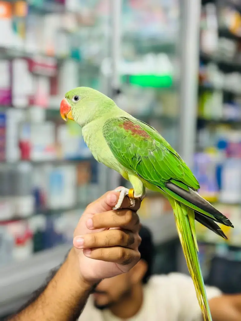 Raw parrot — photo 5